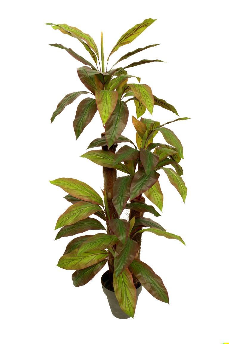DRACENA CORDYLINE VDE/ROJAx12Tx3TR/TROPICx210cm. DRACENA CORDYLINE VDE/ROJAx12Tx3TR/TROPICx210cm.