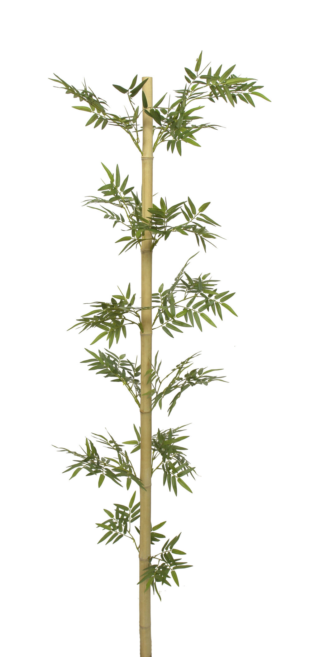 Caña de bambu Japones natural - 220cm Caña de bambu Japones natural - 220cm