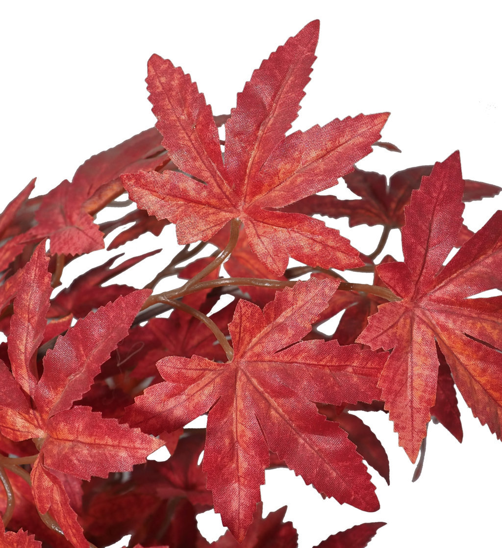Arbol Maple rojo Japo tronco trenzado - 60cm