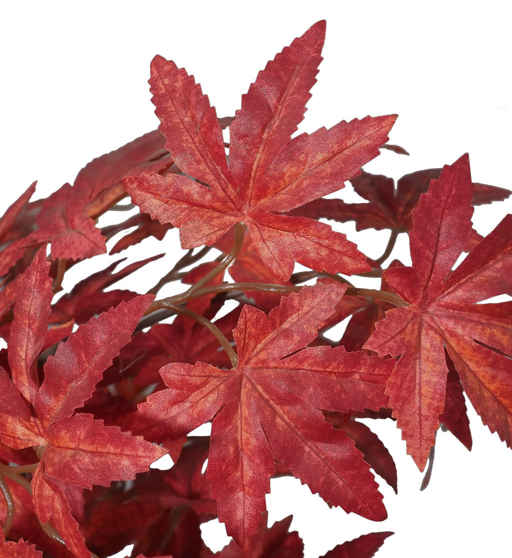 Arbol Maple rojo Japones Natur -240cm