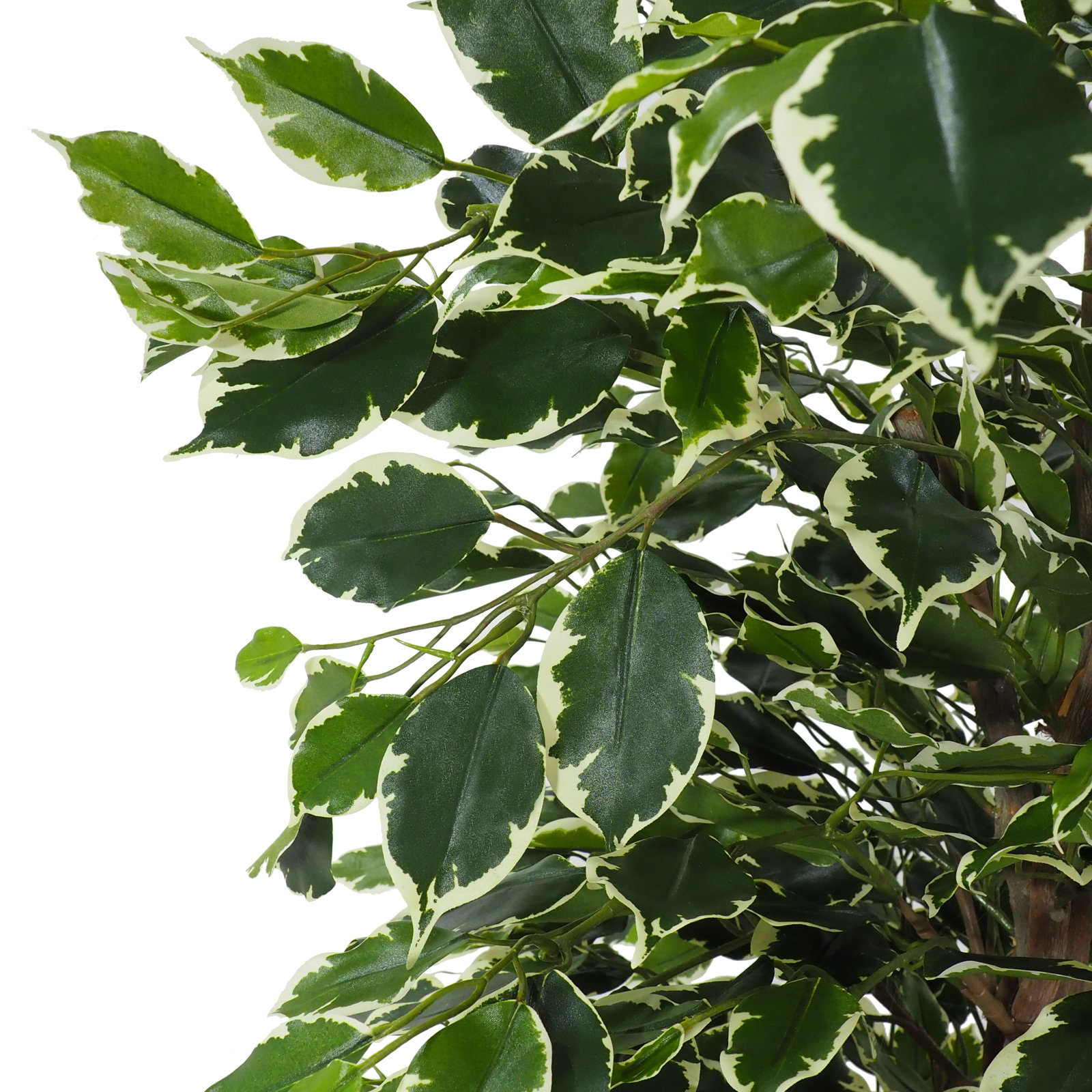 Arbol de Ficus Extica variegata Classic - 110cm
