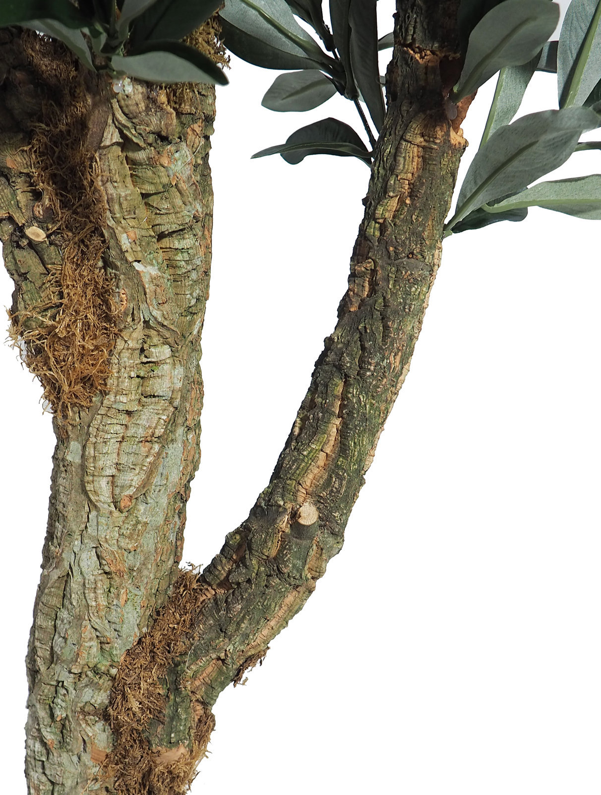 Arbol de olivo 5 Troncos Rustico Ramificado -180cm