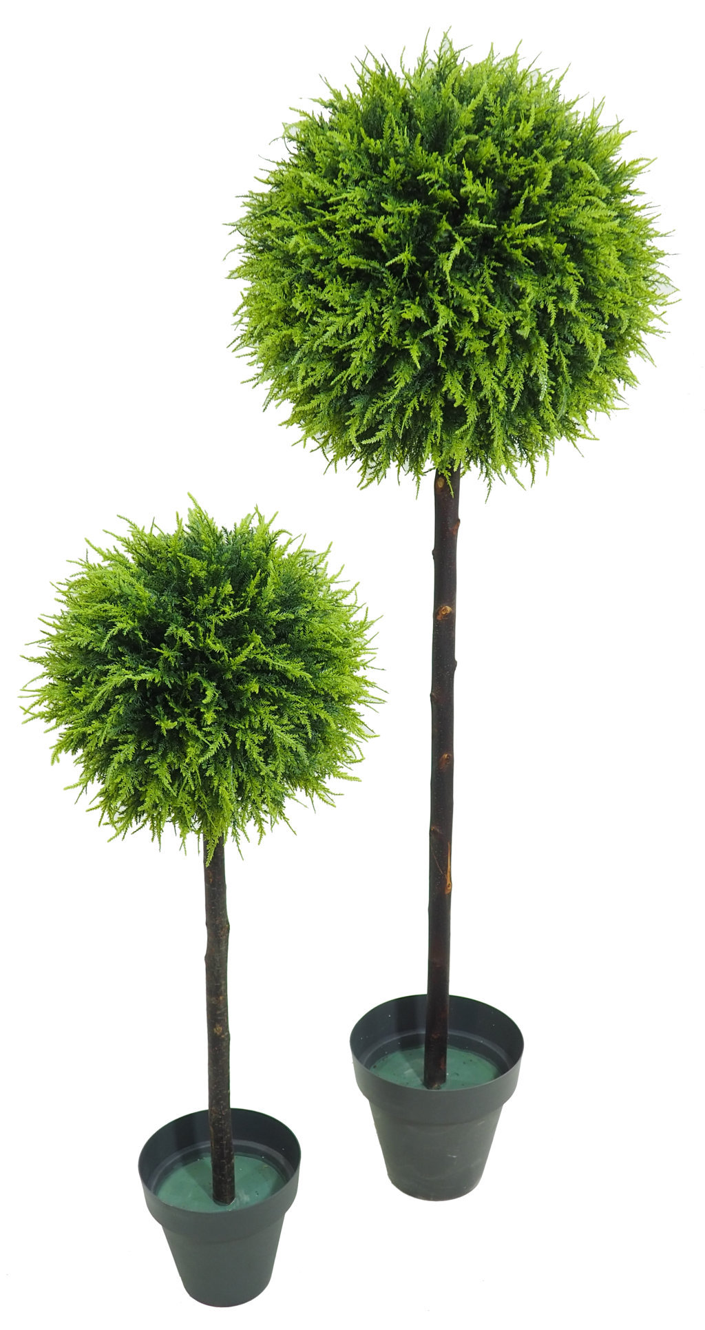 Arbol de Cipres verde 1 bola tronco recto - 155cm.
