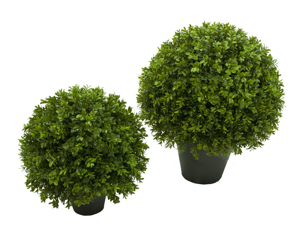 3/4 de bola de Buxus verde con maceta - 40x40cm