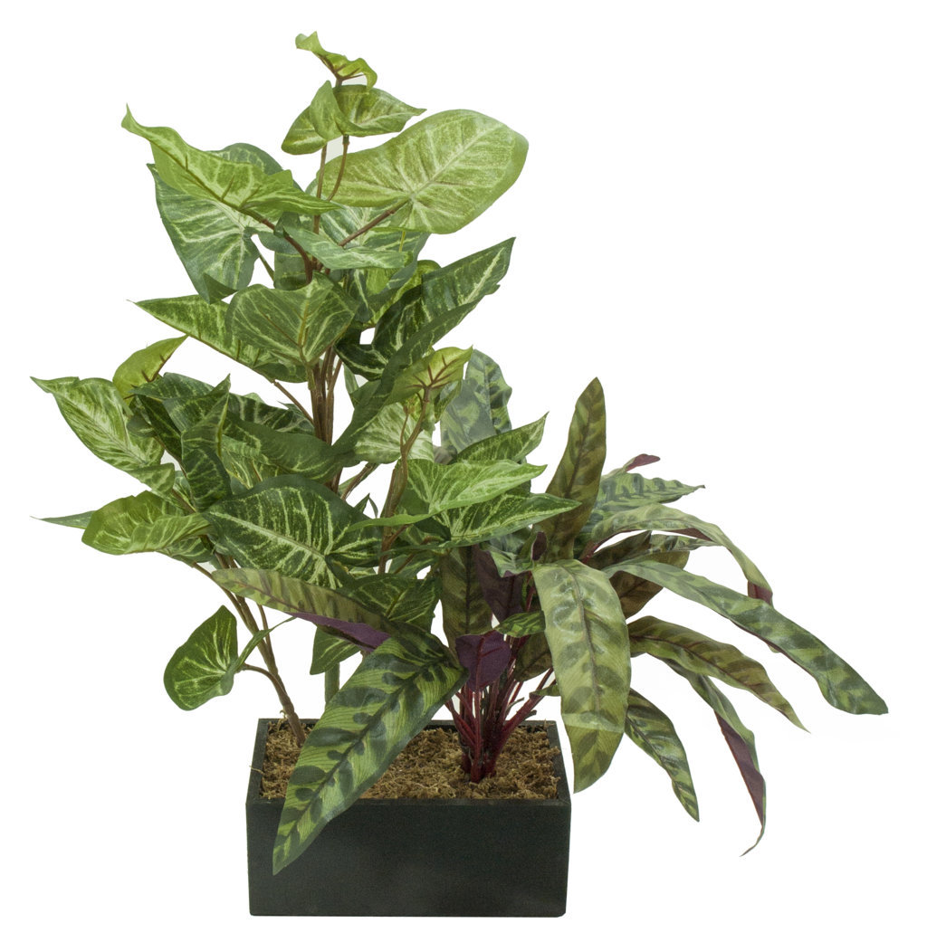Black box Aglaonema y syngonium - 20x11x55m