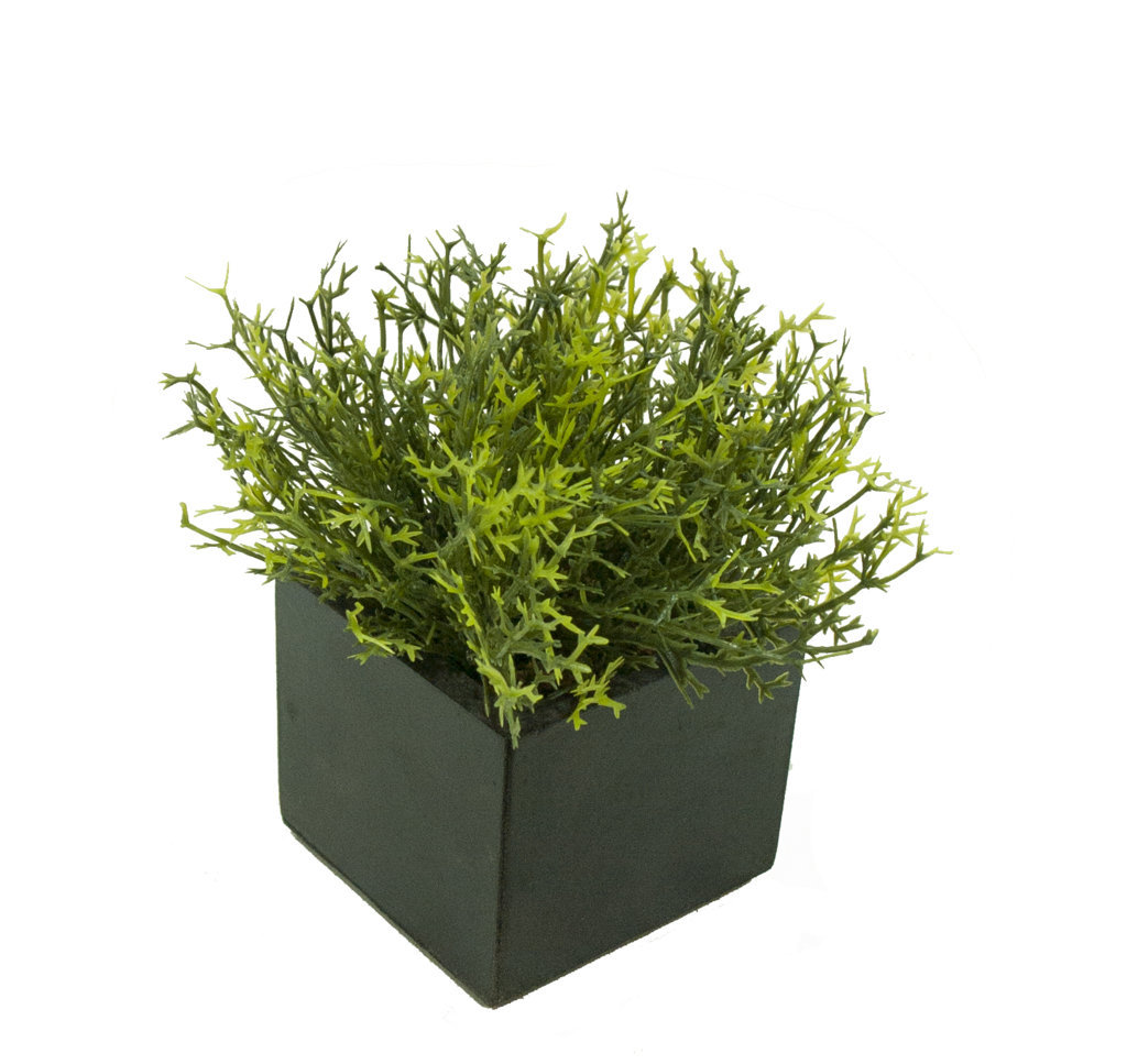 Black box alga verde - 8x8x14cm. Black box alga verde - 8x8x14cm.