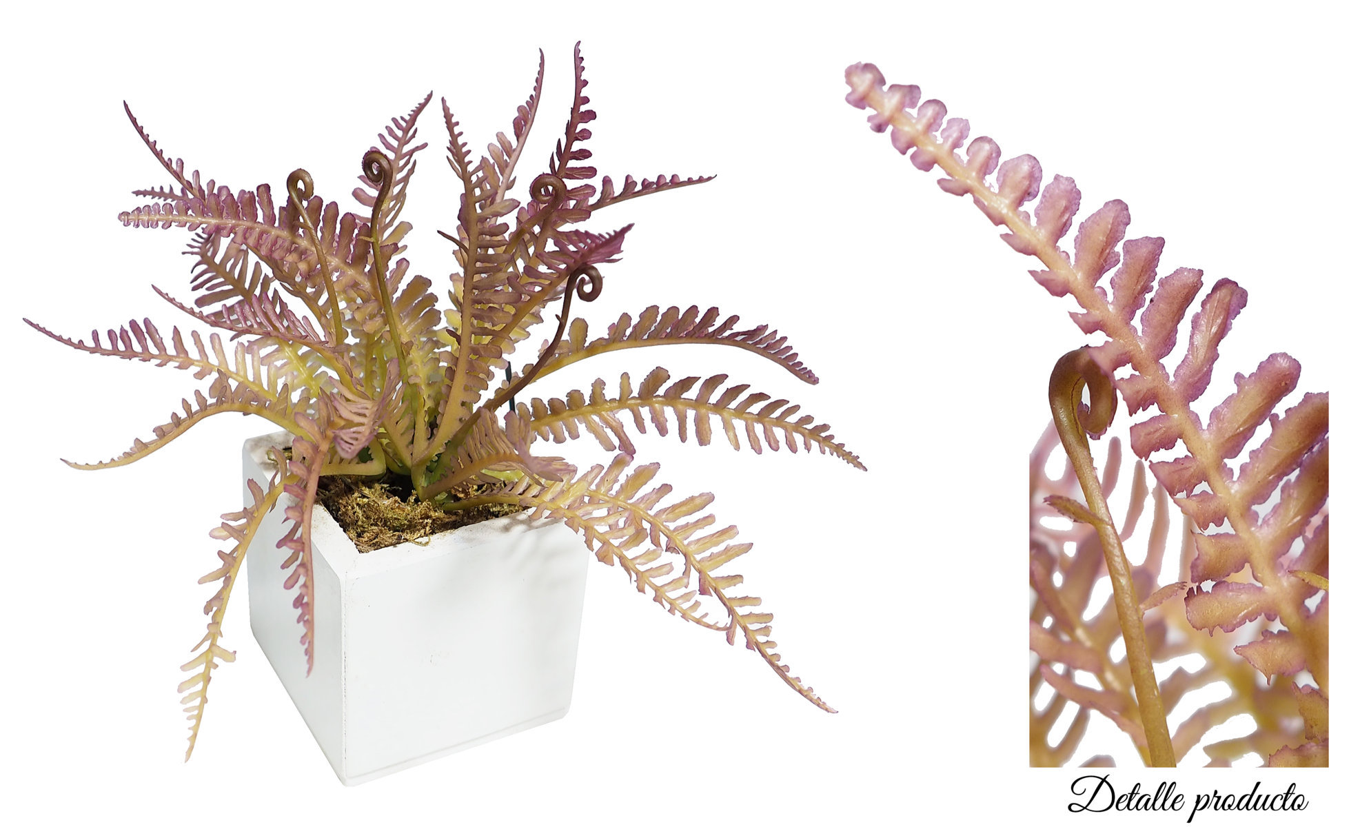B/BL.HELECHO MORADO 6x6x14cm. B/BL.HELECHO MORADO 6x6x14cm.