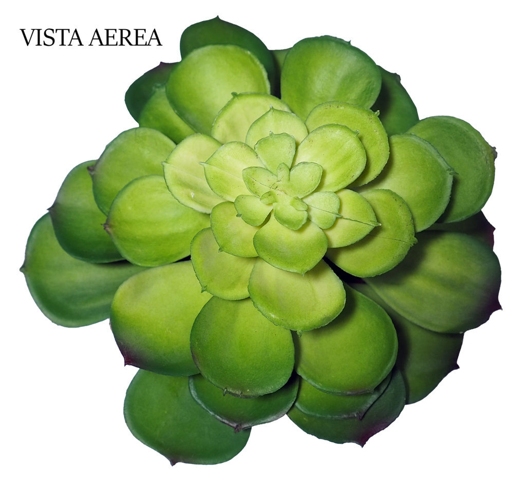 M/M Echeveria verde - 9x18cm