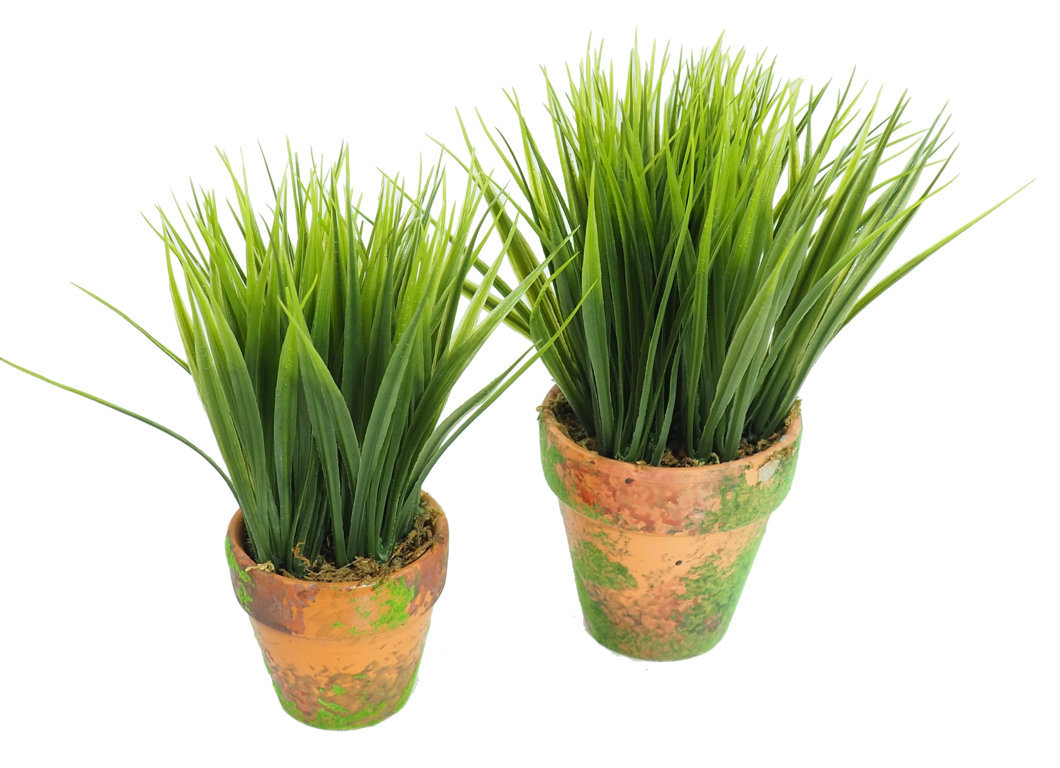 M/M Hierba Verde Ancha Mac. musgo Alt.20cm - 9 cm