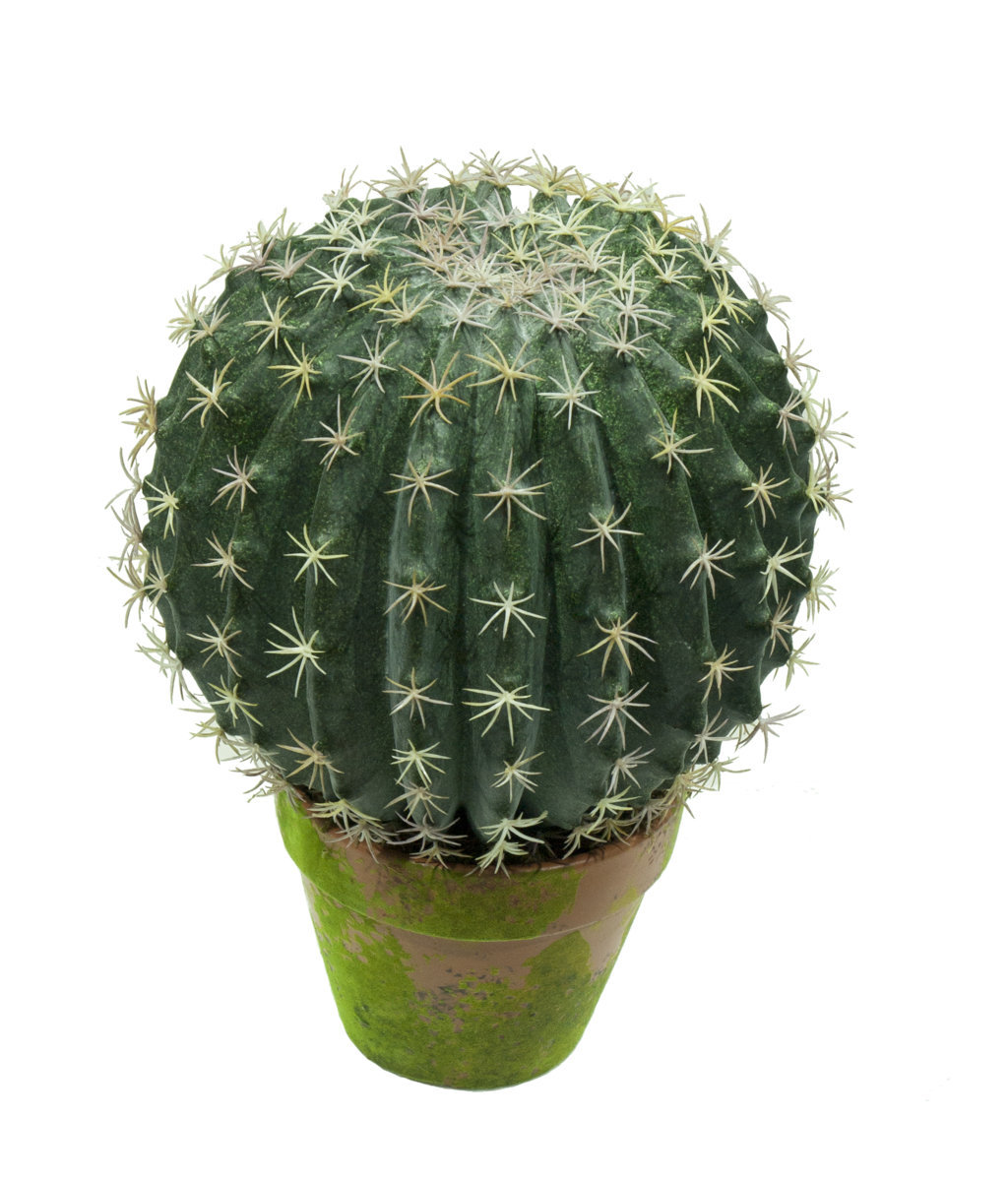 M/MV Cactus Echinocactus maceta musgo - Ø24x35cm M/MV Cactus Echinocactus maceta musgo - Ø24x35cm