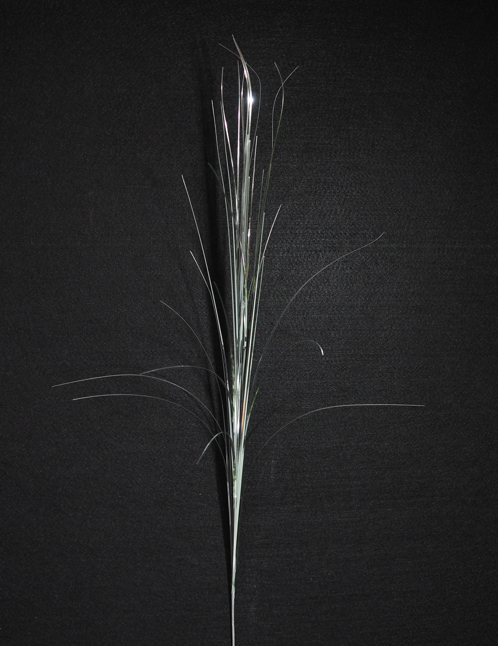 HIERBA PLATAx43Tx105cm. HIERBA PLATAx43Tx105cm.