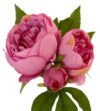 Bouquet de peonias 3 flores lila - Ø17x25cm - Imagen 3