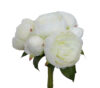 Bouquet de peonias 7 flores crema - Ø20x28cm - Imagen 4