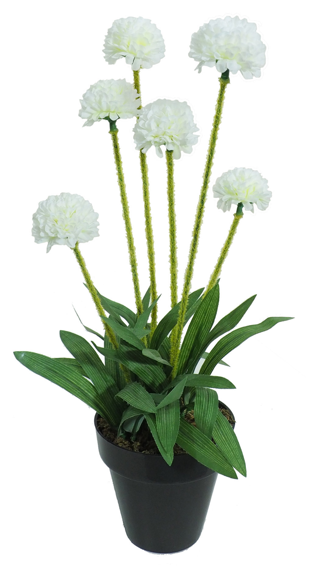 1203230A.jpg Gomphrena crema - Ø10x36cm - Imagen 1