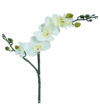 Orquídea mini crema - Ø7x56cm
