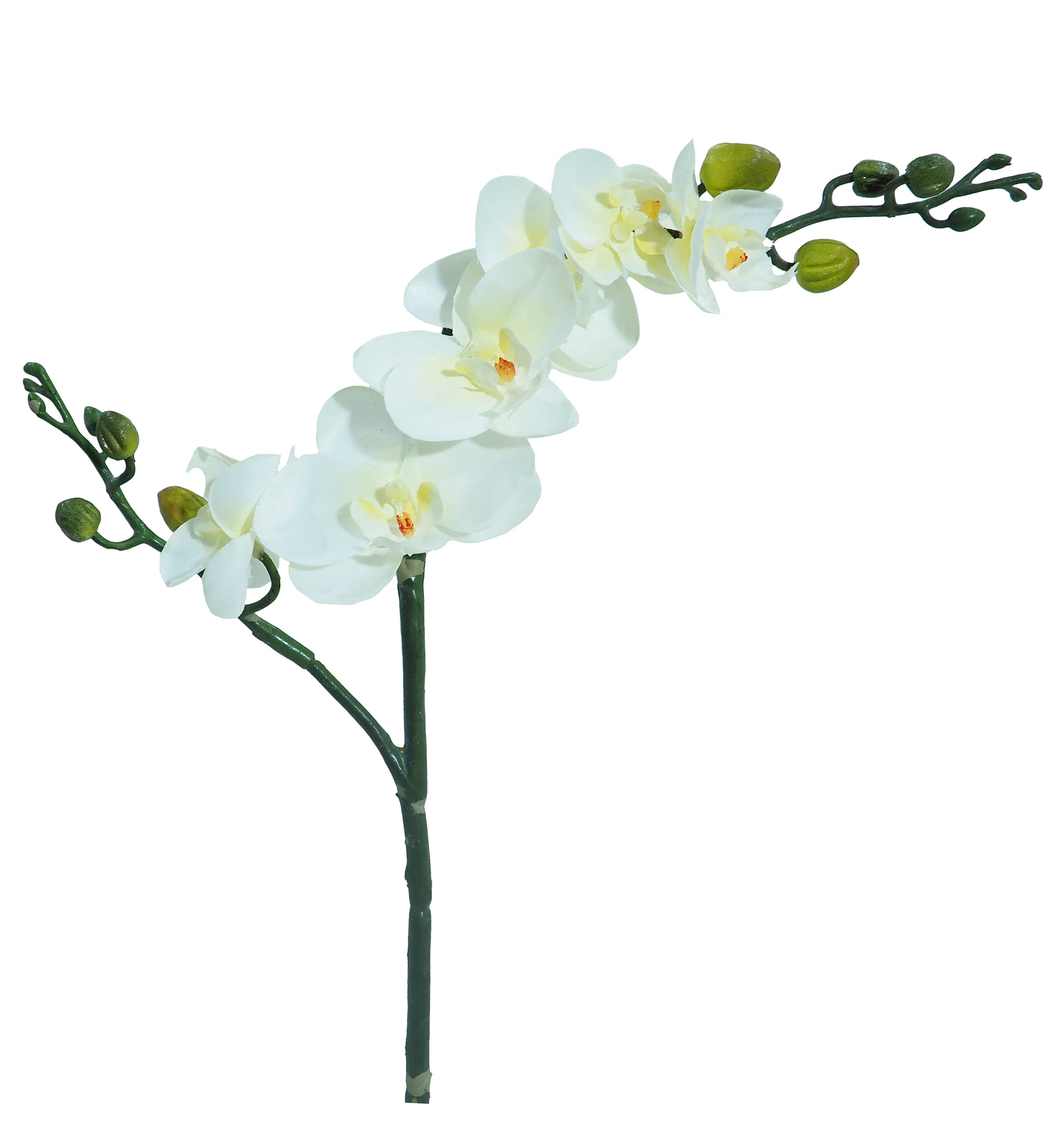 OLYMPUS DIGITAL CAMERA Orquídea mini crema - Ø7x56cm - Imagen 1
