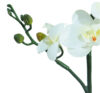 Orquídea mini crema - Ø7x56cm - Imagen 2