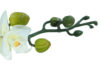 Orquídea mini crema - Ø7x56cm - Imagen 3