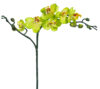 Orquídea mini verde - Ø7x56cm