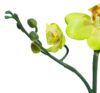 Orquídea mini verde - Ø7x56cm - Imagen 2