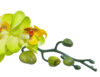 Orquídea mini verde - Ø7x56cm - Imagen 3