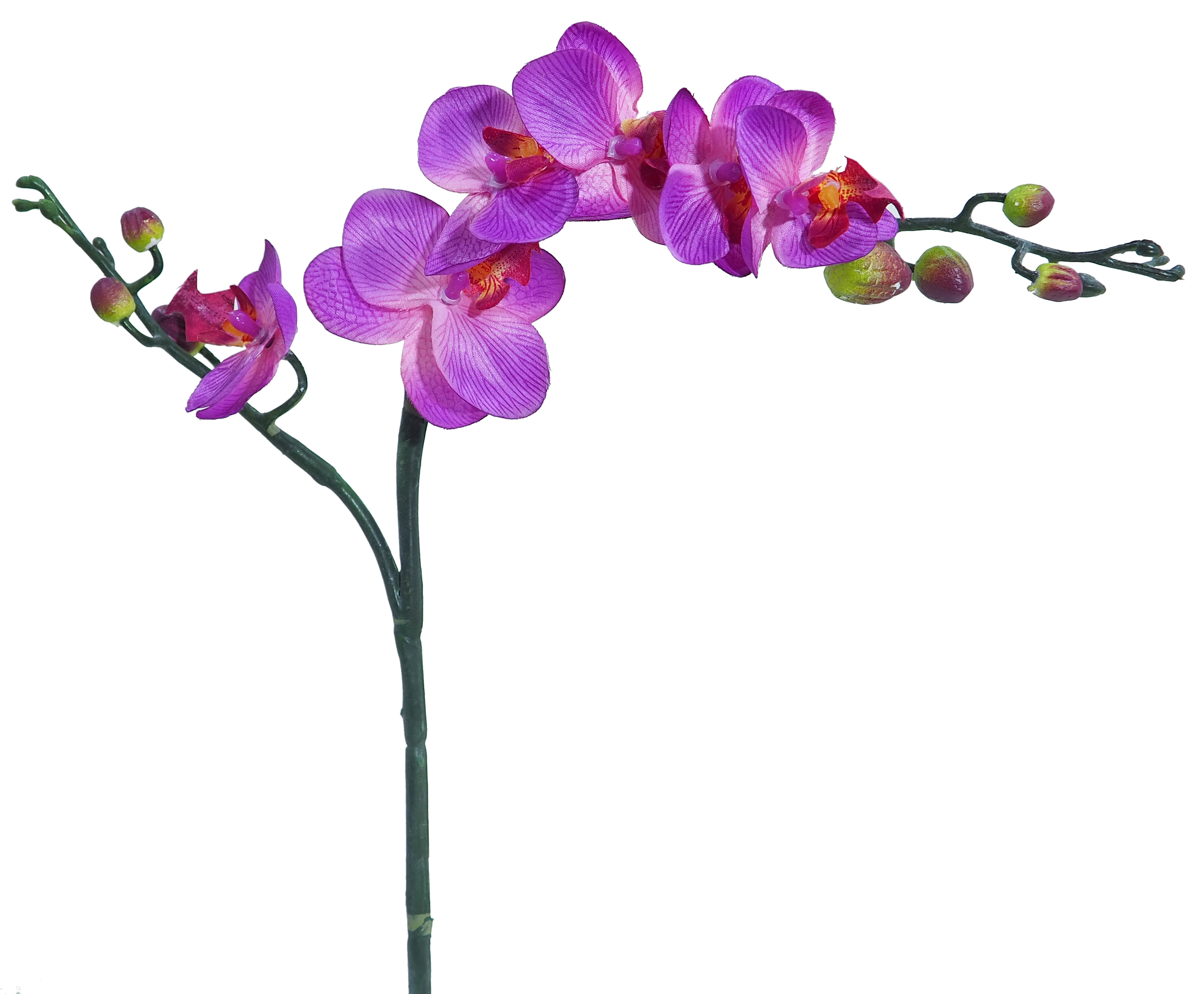 OLYMPUS DIGITAL CAMERA Orquídea mini violeta - Ø7x56cm - Imagen 1