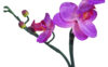 Orquídea mini violeta - Ø7x56cm - Imagen 2