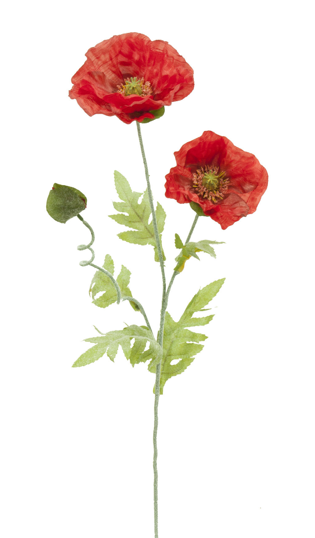 1210656.jpg Amapola roja - Ø12x70cm - Imagen 1