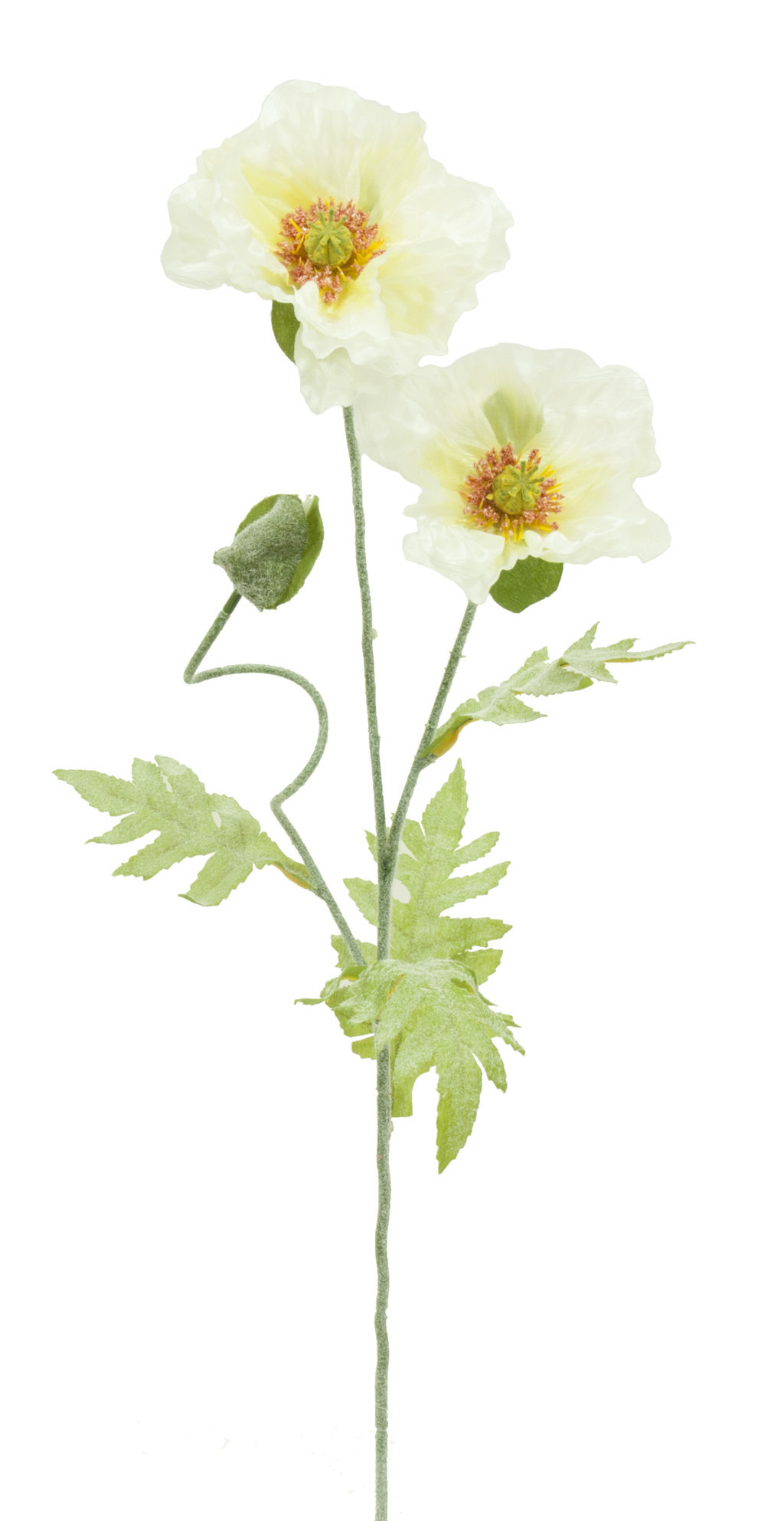 1210657.jpg Amapola crema - Ø12x65cm - Imagen 1