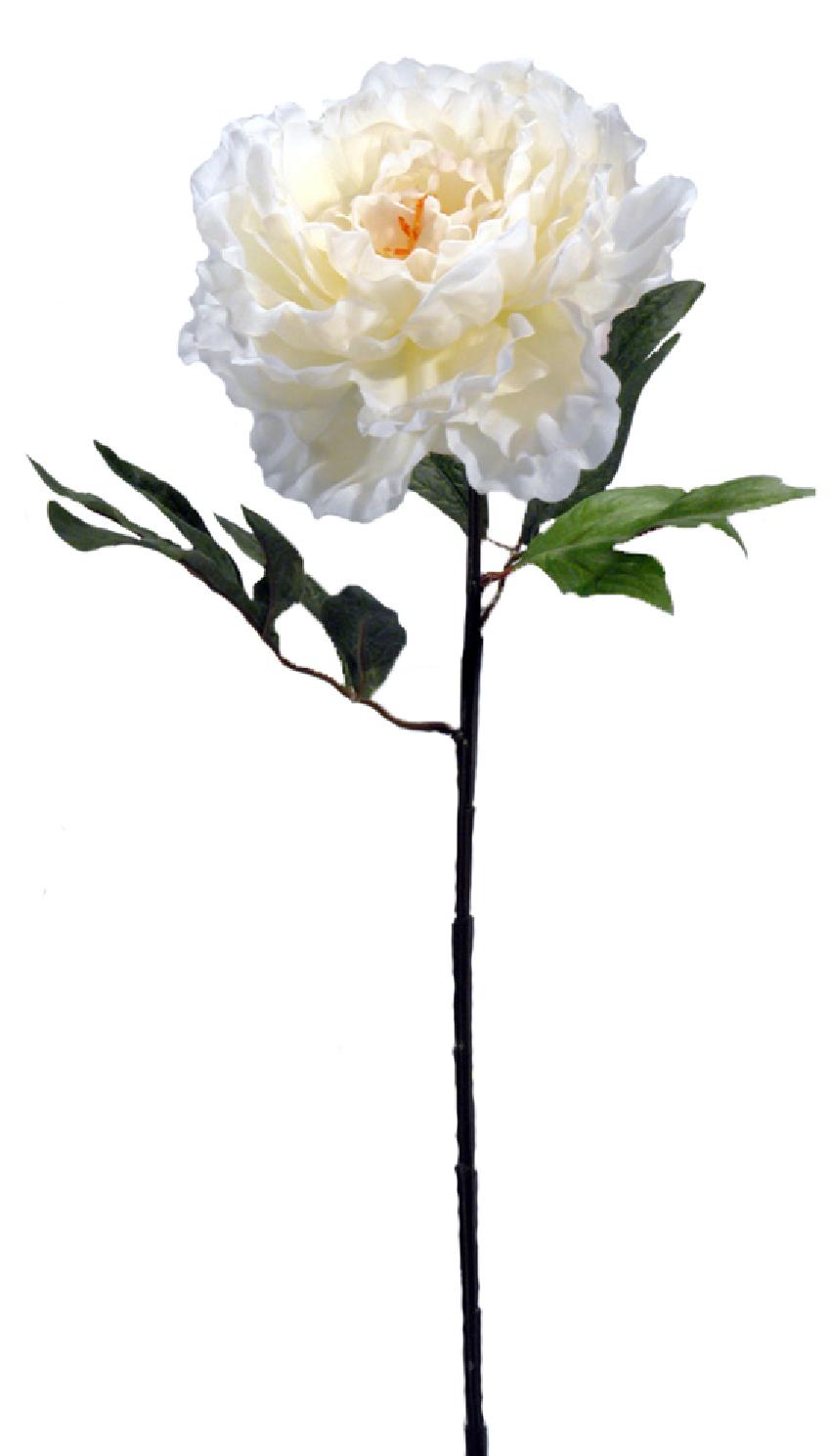 1210730.jpg Peonia crema - Ø15x70cm - Imagen 1