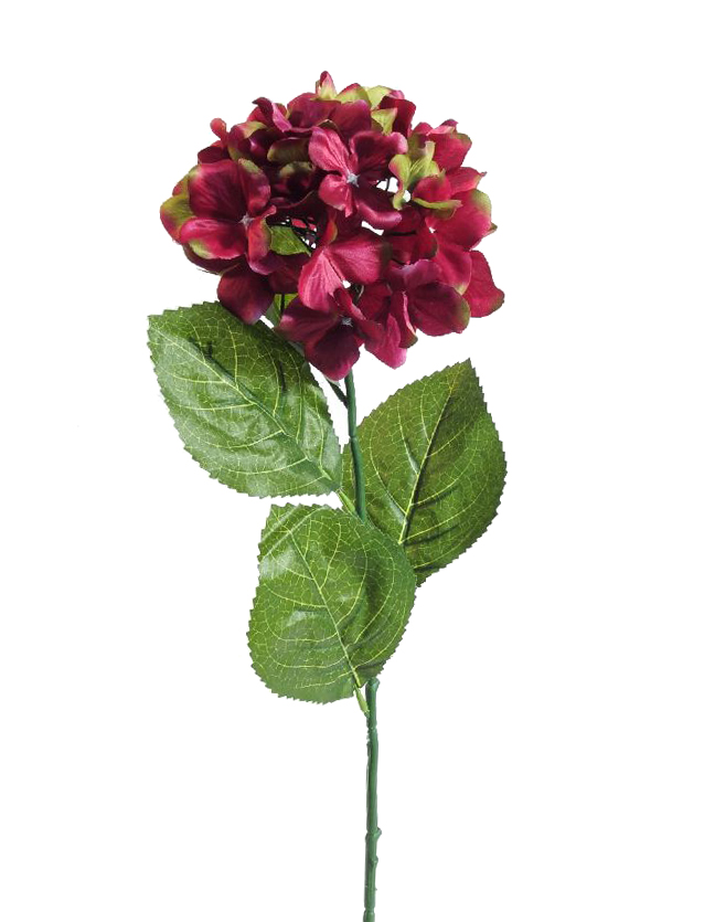 1211065.jpg Hortensia burdeos - Ø15x63cm - Imagen 1