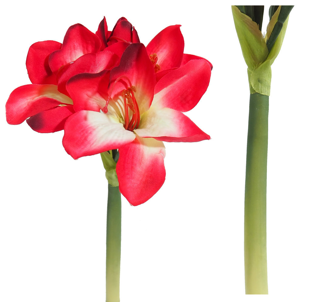 1211085.jpg Amarylis rojo - Ø15x30cm - Imagen 1