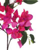 Rama de Bugambilia fucsia - 77cm - Imagen 2
