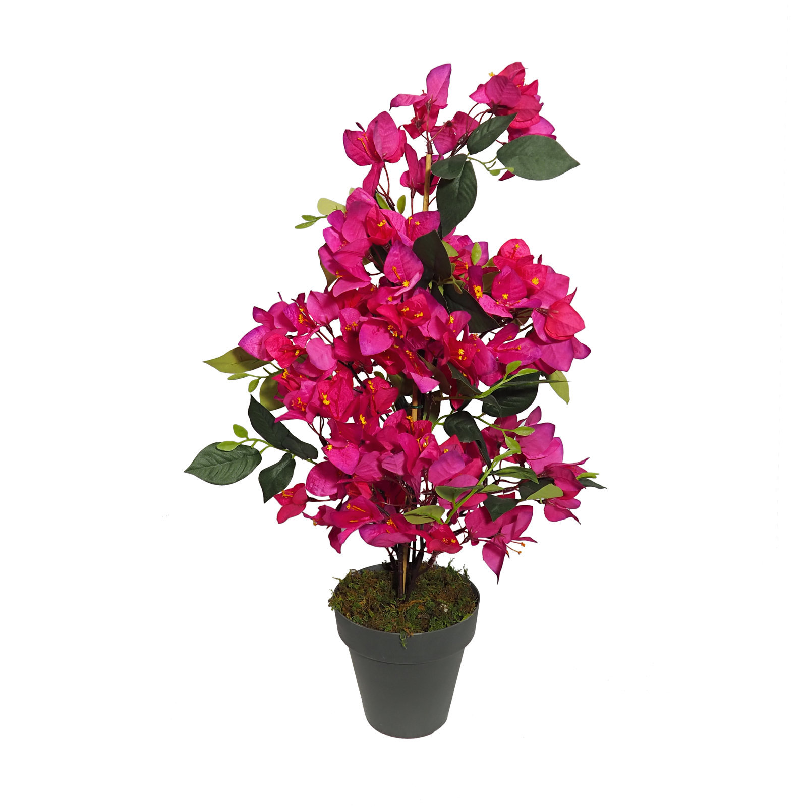 1211196a.jpg Bugambilia fucsia 63cm con Maceta Ø14 - Imagen 1