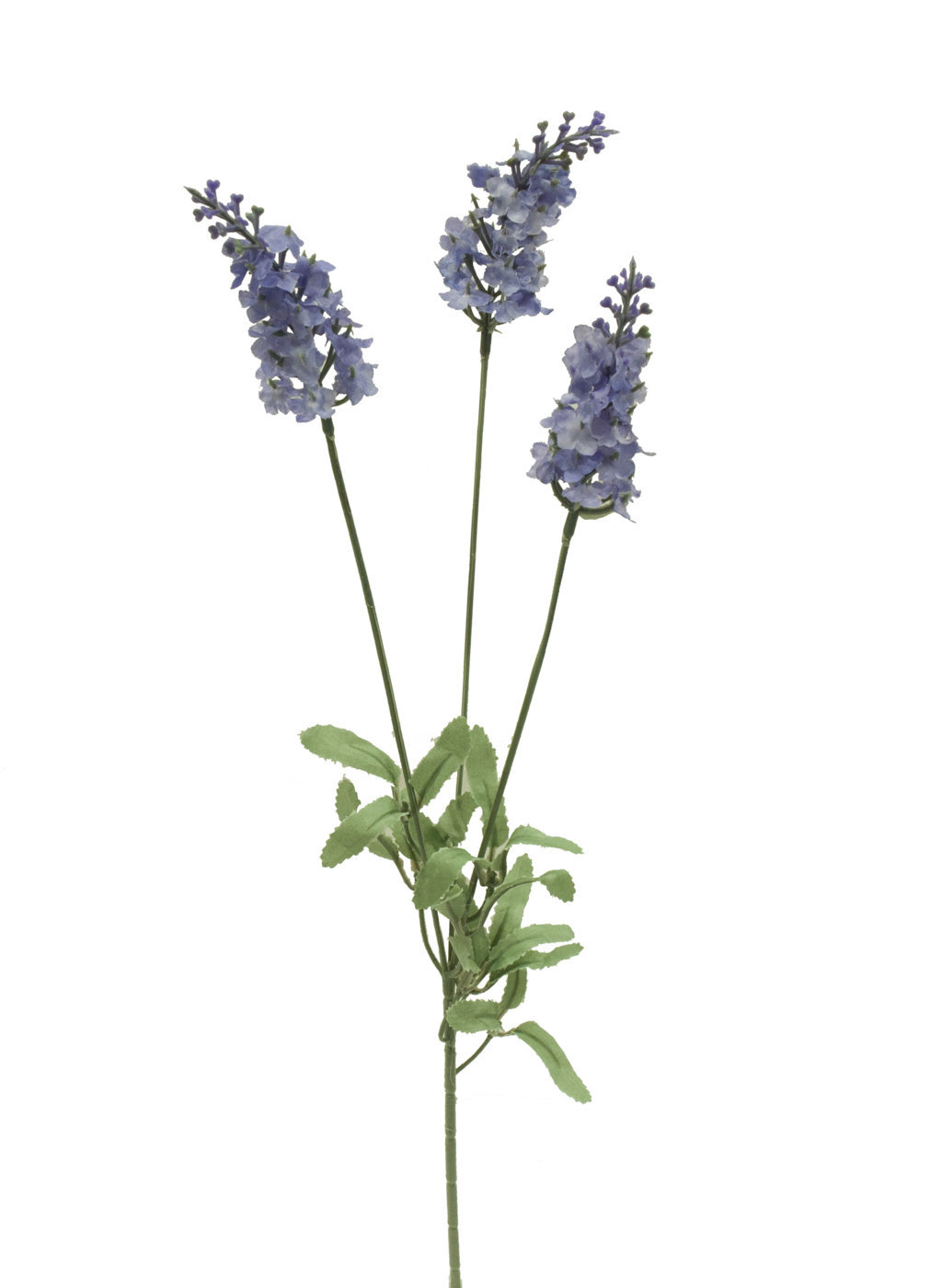 1211216.jpg Lavanda lavanda - 60cm. - Imagen 1