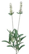 Lavanda crema - 68cm - Imagen 2