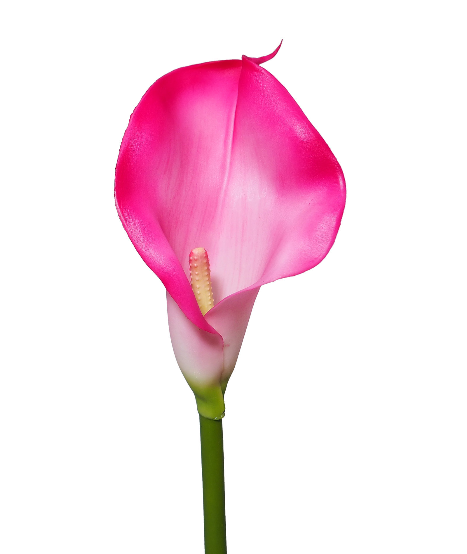 1220464.jpg Cala Fucsia EVA goma - 70 cms. - Imagen 1
