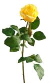 Rosa Fresh amarilla - Ø8x70cm - Imagen 2