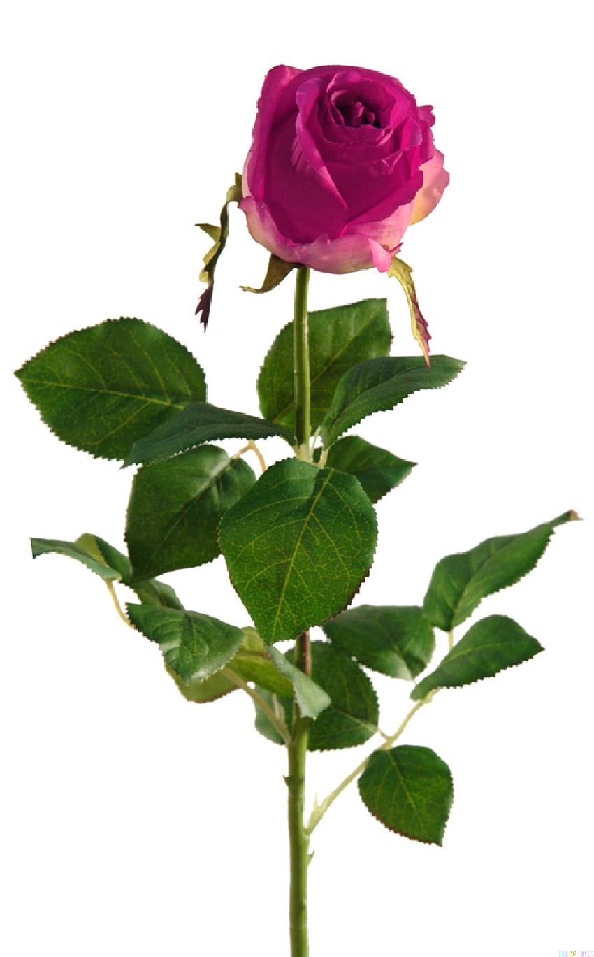 1221356.jpg Rosa Fresh malva - Ø8x70cm - Imagen 1