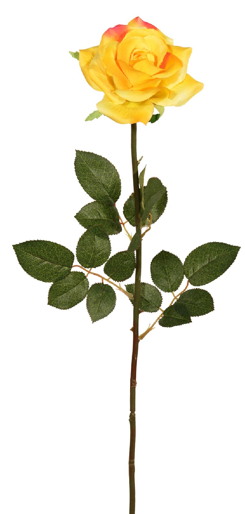 1221492.jpg Rosa Prima amarilla - Ø12x75cm - Imagen 1