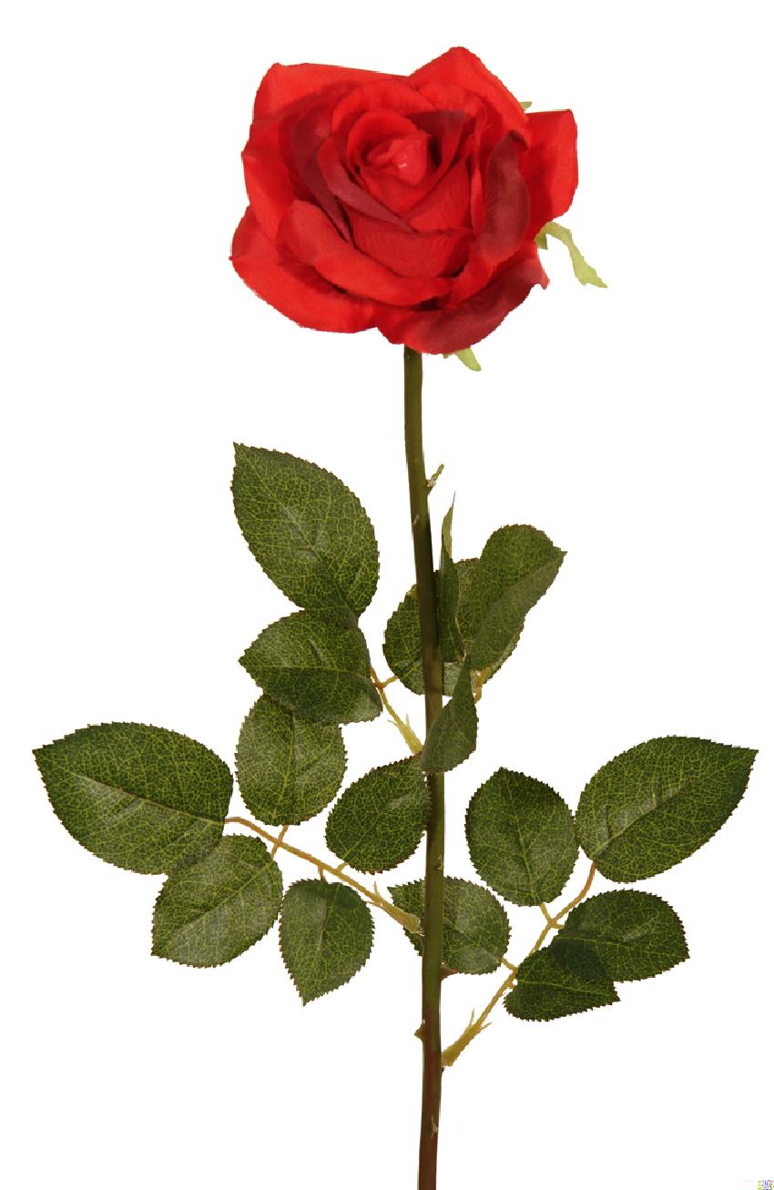 1221495.jpg Rosa Prima roja - Ø12x75cm - Imagen 1