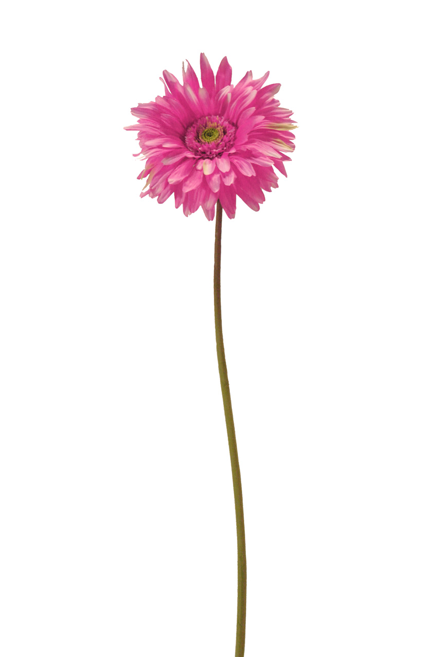 1221924.jpg Gerbera Fresh fucsia - Ø17x74cm - Imagen 1