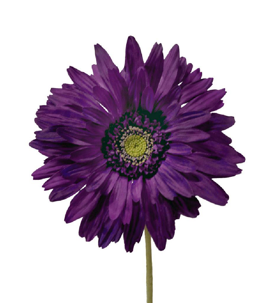 1221926.jpg Gerbera Fresh lila - Ø17x74cm - Imagen 1