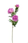 Peonia lila - Ø11x84cm