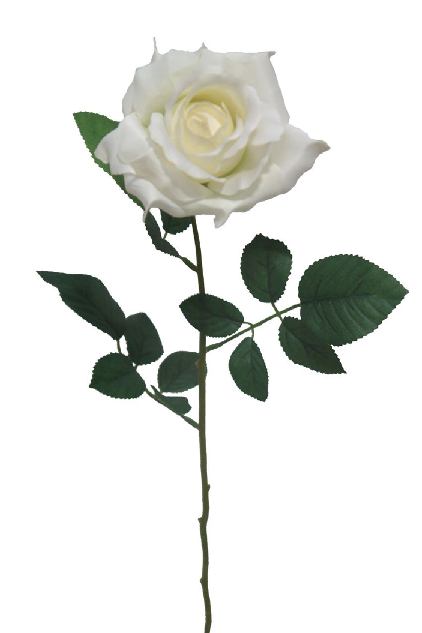 1222170.jpg Rosa Basic crema - Ø12x70cm - Imagen 1