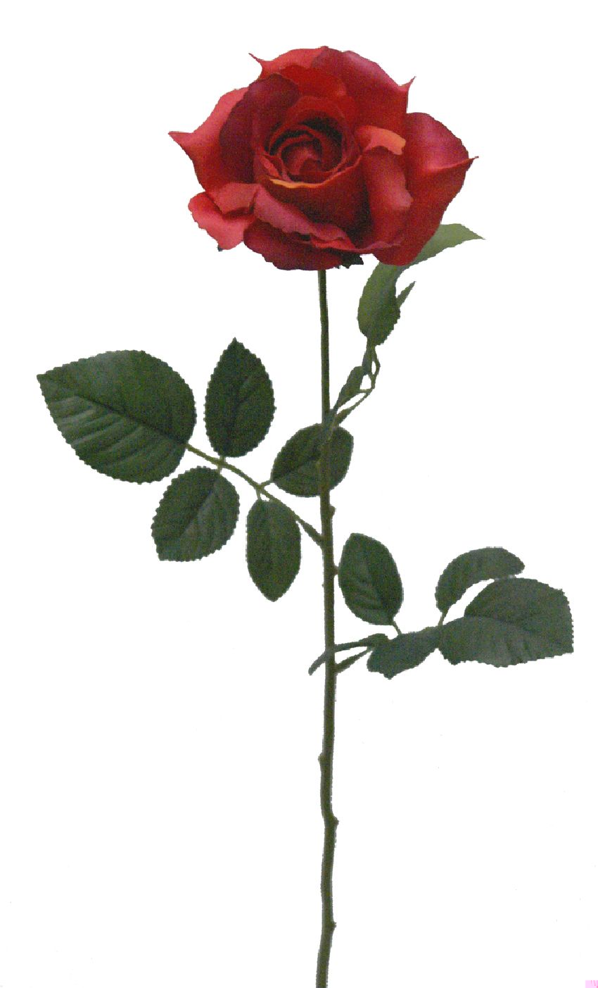 1222175.jpg Rosa basic roja - Ø12x70cm - Imagen 1
