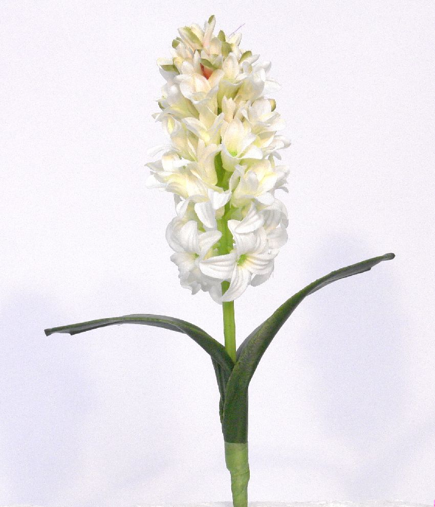 1222180.jpg Jacinto crema - 26cm - Imagen 1