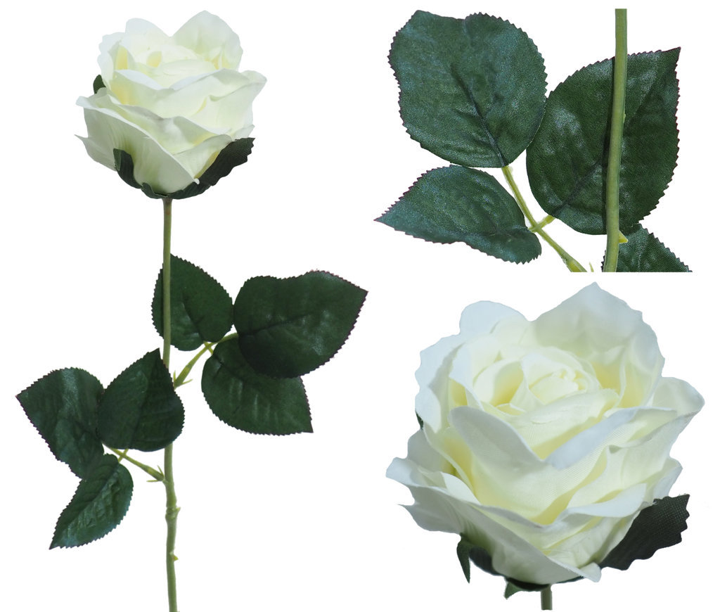 1222190.jpg Rosa Diana crema - Ø7x56cm - Imagen 1
