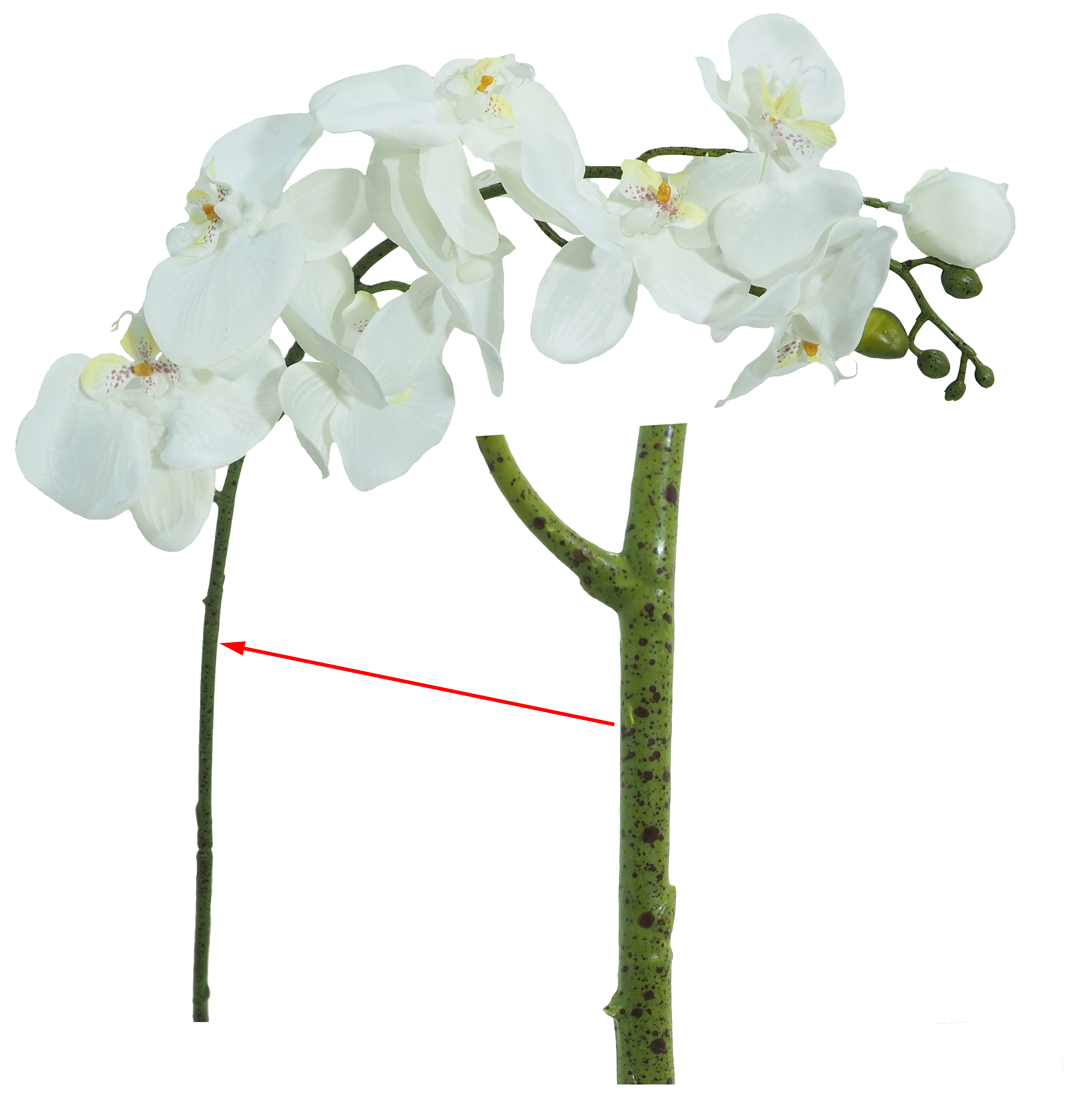 OLYMPUS DIGITAL CAMERA Orquídea white - 90cm - Imagen 1