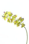 Orquídea 1 tallo verde - 55cm